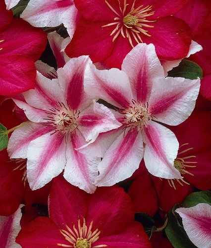 GARTEN SCHLÜTER® Clematis 'Nelly Moser'