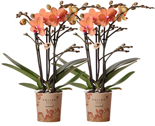 Kolibri Orchids | COMBI DEAL von 2 orange Phalaenopsis Orchideen - Bozen - Topfgröße Ø9cm blühende Zimmerpflanze - frisch vom Züchter