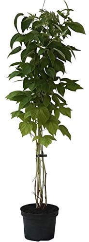 Schottische Himbeere Glen Coe dunkelviolette aromatischeFrüchte 60-100 cm gestäbt im 2 Liter Topf