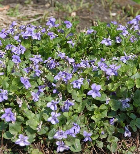 Wald Veilchen - Viola reichenbachiana - lebende Gartenpflanze aus den Baumschulen