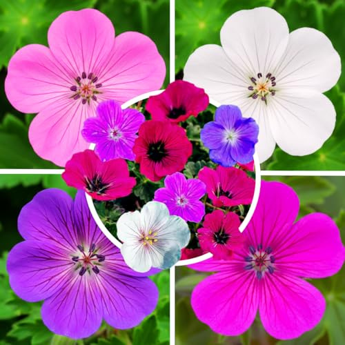 FLORIUM Geranien Stauden Super Kollektion (10 Pflanzen/Wurzeln) Winterharte mischung von 5 Sorten, große Mehrjährig Hybriden aus Holland, für Garten, Blumenbeete (kein Samen, nicht künstlich zwiebeln)