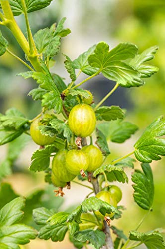 Ribes uva-crispa 'Gelb' 40–60 cm – Winterhart, Mehrjährig, Pflegeleicht – Stachelbeere – Obststrauch für Garten & Kübel