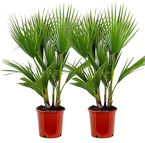 Bloomique - 2er-Set - Washingtonia Robusta - Mexikanische Fächerpalme - Palme - Winterharte Balkonpflanzen - Gartenpflanzen Winterhart - Höhe 80-100 cm - Topf 21 cm