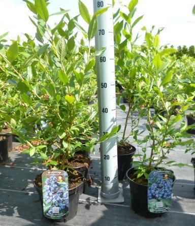 Heidelbeeren Pflanze, Trauben Heidelbeere Blaubeere Vaccinium corymbosum, ca. 60cm im Topf gewachsen, sehr ertragreiche Sorte, winterhart