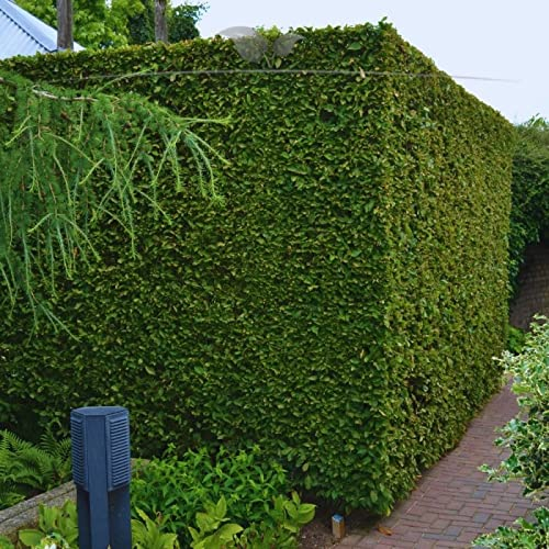 Gardline - Hainbuche 125-150 cm IM TOPF. Angebot: 3-200 Heckenpflanzen. Hainbuchen Hecke - 76 St. (ca. 19 Meter)