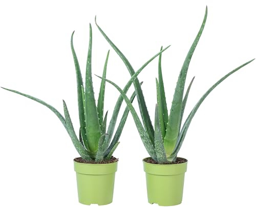 2er-Set Echte Aloe - pflegeleichte Zimmerpflanze, Aloe vera - Höhe ca. 40 cm, Topf-Ø 12 cm