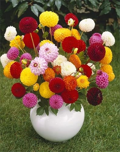Dahlien Zwiebeln, Winterhart Zwiebeln, Dahlien Knollen Winterhart MehrjäHrig/Pompon Dahlie, Einfach Zu ZüChten, Mysteriöse magische Glühbirne, Seltene Pflanze,-4zwiebeln-F
