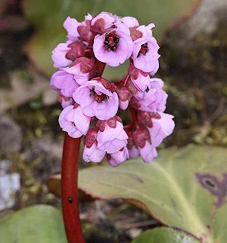 Bergenie Herbstblüte - Bergenia cordifolia - lebende Gartenpflanze aus den Baumschulen