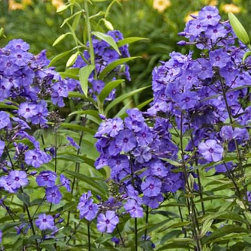6 x Hohe Flammenblume 'Blue Paradise' - Phlox Paniculata 'Blue Paradise' Topf 9x9cm: Blaue Blüten für sonnige Standorte