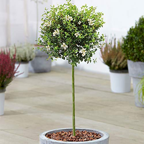 Ligusterbaum | Immergrüne Liguster-Bäumchen für Terrassen, Beete und kleine Gärten | Hochwertiger gerader Stamm