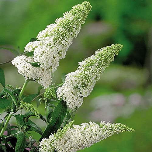 Schmetterlingsflieder White Profusion - Sommerflieder (Buddleja) Pflanze in weiß, halbschattig und winterhart - Flieder-Strauch von Garten Schlüter