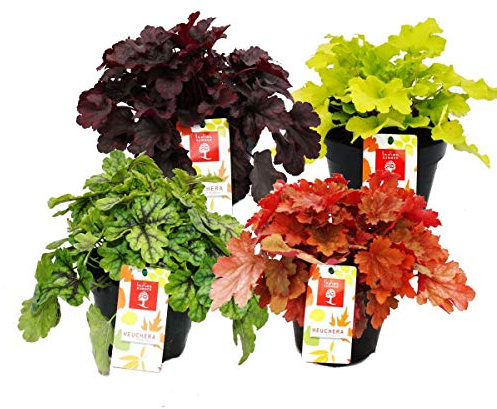 Heuchera-Mix Indian Summer 4 große Pflanzen 15cm Topf