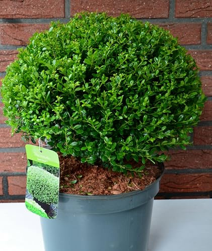 japanische Hülse Ilex crenata Glorie Dwarf -R- Kugel 35-40 cm Durchmesser im 5 Liter Pflanzcontainer