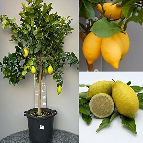 SAVINI VIVAI Zitronenpflanze, Zitrusbaum Lunario, Zitronensetzling im 35 cm Topf, Höhe 150–180 cm, 6–7 Jahre Veredelung, hergestellt in Italien