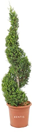 KENTIS - Cupressocyparis Leylandii Castlewellan Gold - Spiral-Zypressen - Echte Winterharte Pflanzen für Garten - H 90-110 cm Topf Ø 24 cm