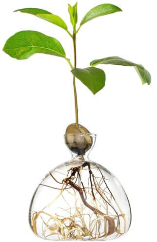 AGONIS® Aufzucht-Glas für Avocados und Kastanien | Hochwertiges Keimglas, besonderes Garten Geschenk, Aufzuchtset für Kerne, Samen, Keime