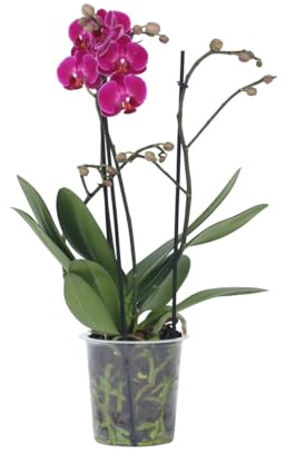 Plant in a Box - Phalaenopsis Multiflora - Orchidee Lila - Mottenorchidee - Blühende Zimmerpflanze - Katzenfreundlich - Topf 12cm - Höhe 35-45cm