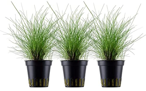 AquaOne Aquarium Pflanze 3 Stück Eleocharis parvula Bodendecker Dekoration | Wasserpflanze Aquariumpflanze voll durchwurzelt einfach pflegeleicht Aquascaping