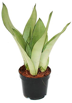 Sansevieria trifasciata Moonshine 12cm Topf Sukkulente