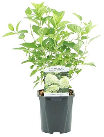 GreenboutiQ - Rispenhortensie - Hydrangea panniculata Limelight - Blüten Creme Weiß - 1 Pflanze - Laubabwerfend - Große Blüten - Topf 17cm Höhe 50cm