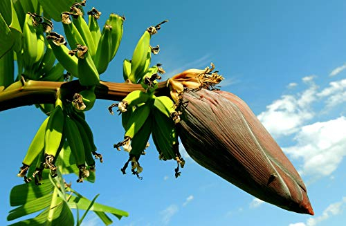 Risala 10 x MUSA SIKKIMENSIS Red Tiger Banana Pflanze Tropische Samen sehr frosthart