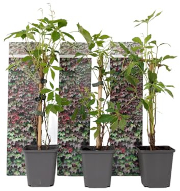 Plant in a Box - Parthenocissus quinquefolia 'Wilde Wingerd' - 3er Set Kletterpflanzen Winterhart und schnellwachsend - Topf 9cm - Höhe 25-40cm