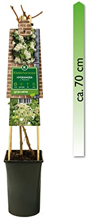 mgc24 Kletterpflanze Sichtschutz Heckenpflanze Rankpflanze Hydrangea Anomale Petiolaris, Kletterhortensie im 2l-Container 1 Pflanze