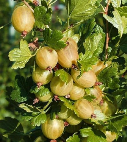 Stachelbeere Hinnonmäki gelb große süße Früchte platzfest Busch