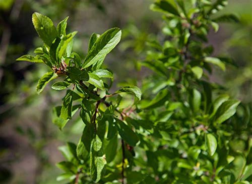 Prunus spinosa 40–60 cm im Topf – Winterhart, Mehrjährig, Pflegeleicht – Schlehe/Schwarzdorn – Heckenpflanze für Garten & Sichtschutz