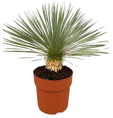 Trendyplants - Yucca Rostrata am Stamm - Winterhart - Gartenpflanze - Höhe 60-80 cm - Topfgröße Ø27cm