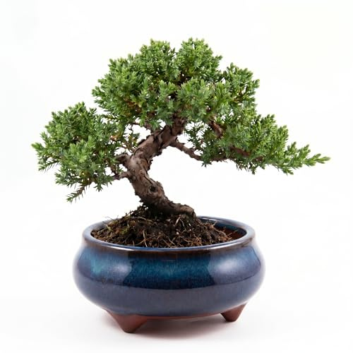 HappySeed Bonsai Schale Keramik (klein) in Marineblau - Bonsai Topf rund für die perfekte Inszenierung Ihres Zimmerbonsais - 9 x 4,5 x 9 cm