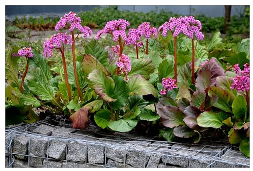 Stauden Gänge 10 x Bergenia cordifolia 'Winterglut' (Winterhart/Stauden/Staude/Mehrjährig/Immergrün/Bodendecker) Bergenie - Leuchtende Blüten und feuriges Laub im Winter - Bienenfreundlich