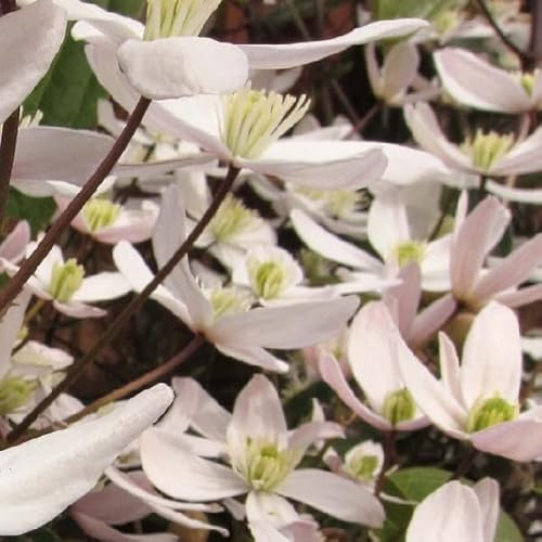 Waldrebe 'Apple Blossom' - Clematis armandii 'Apple Blossom' - 50-60 cm Topf - Duftende Frühlingskletterpflanze