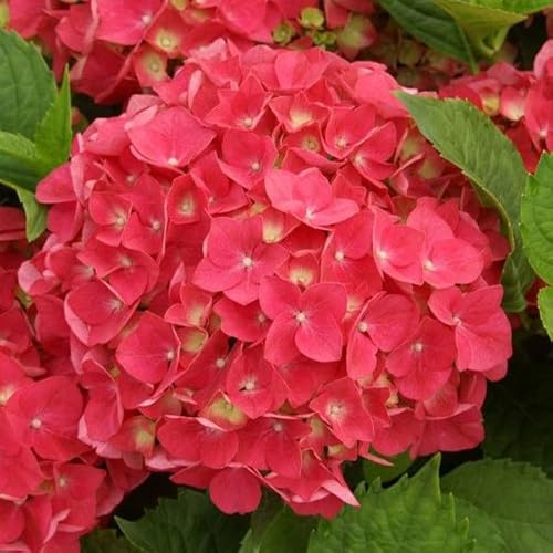 Bauernhortensie 'Leuchtfeuer' - Hydrangea macrophylla 'Leuchtfeuer' - 25-30 cm Topf - Rot blühende Zierhortensie