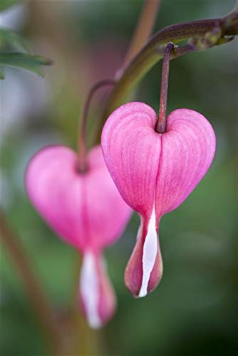 Dicentra spectabilis – Staude im Topf – Winterhart, Mehrjährig, Pflegeleicht – Tränendes Herz – Staude für Beet & Garten