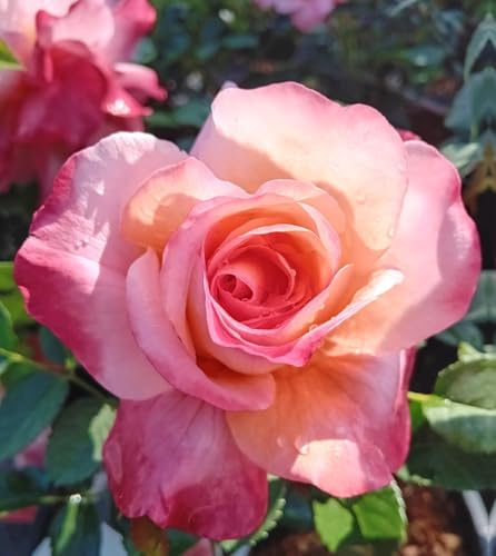 Rose Nostalgierose Augusta Luise Edelrose rosa/lachs im großen 7 Liter Topf