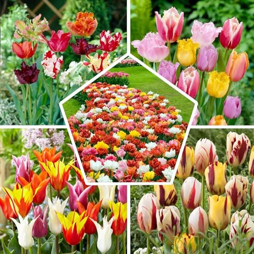 Tulpenzwiebeln Winterhart Mehrjährig - Mix - 50 Blumenzwiebeln | Echte Pflanzen aus Holland, Tulpen Zwiebeln für Garten und Balkon (große Knollen, kein Samen, nicht künstlich)