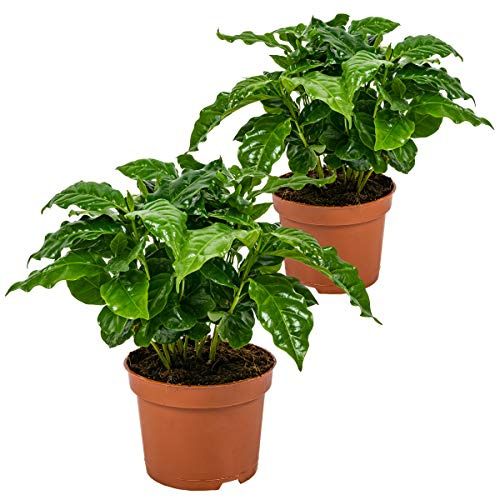 Bloomique - 2er-Set - Coffea Arabica - Kaffeepflanze - Pflegeleicht - Luftreinigend - Höhe 20-30 cm - Topf 12 cm