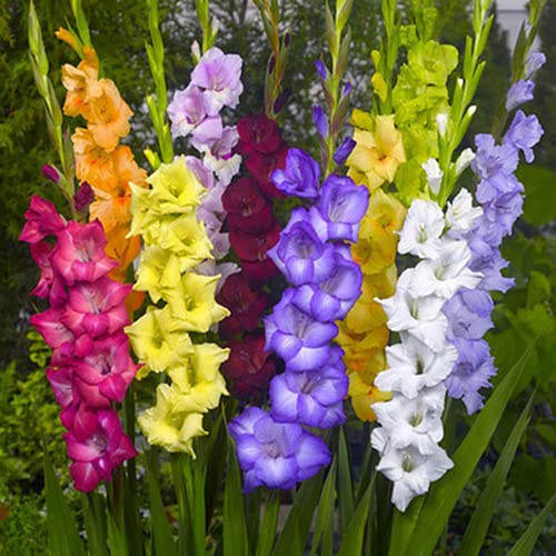 10 Stück Mix Gladiolen Zwiebeln Züchten Sie Ihre Eigenen Wunderschönen Bunten Blumen Geeignet Für Die Dekoration Des Innenhofs Erstellen Sie Verschiedene Garten Landschaften