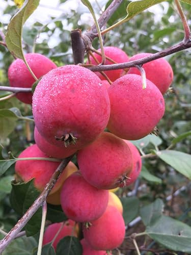 Miniapfel DOLGO, Kitaika, Apfelbaum Sibirische Renette, Siberian Apfel, Китайка Долго