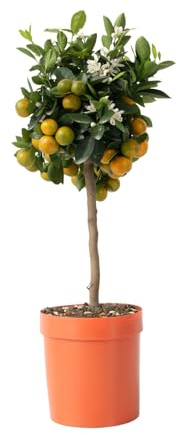Plant in a Box - Citrus Calamondin - Orangenbaum/mandarinenbaum Essbar - Topf 19cm - Höhe 50-65cm