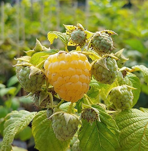 Gelbe Himbeere `Autumn Amber´, komplett stachellos, herbsttragend, 40-60cm im 2L Topf
