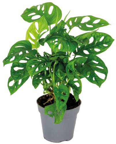 Bloomique - Monstera adansonii - Monkey Leaf - Fensterblatt - Luftreinigende Zimmerpflanzen - Monstera Pflanze - Hängepflanze echt - Kletterpflanzen Zimmer - Höhe 20-25 cm - Topf 12 cm