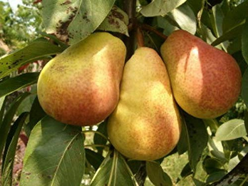 Säulenbirne Pepi, Säulen-Birne Pepi, Säulen Birnenbaum Im Topf