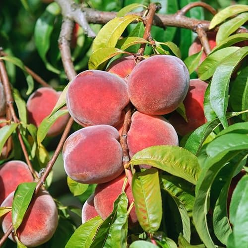 Red Haven, Pfirsichbaum, Buschbaum, Prunus persica, 120-140cm im Topf