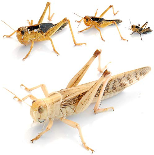 proinsects Wanderheuschrecken mittel 50 STK. - Futterinsekten