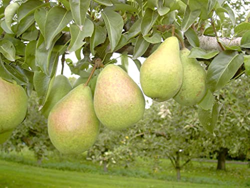 Zwergbirne `Luisa´, kleinbleibender Birnenbaum, Terrassenobst, 80-120cm im Topf