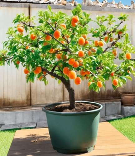 BALDUR-Garten 1x Mini-Aprikosenbaum 'Orange Beauty', Pflanze im 23 cm-Topf