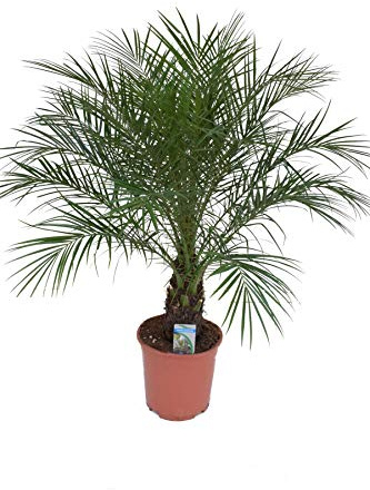 Phoenix Roebelenii Palme – ca. 110 cm Höhe, Zimmer- & Gartenpflanze – Pflegeleichte Zwerg-Dattelpalme für Innen & Außen