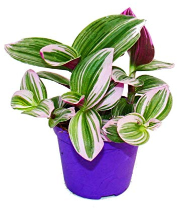 Exotenherz - Dreimasterblume - Tradescantia "Nanouk" - pflegeleichte hängende Zimmerpflanze - 9cm Topf - pink